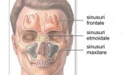 Sinusul maxilar