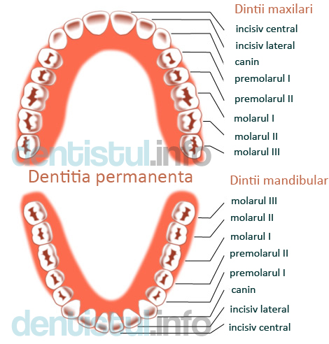 dentitie-permanenta