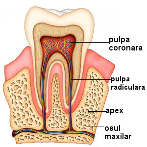 Pulpa dentara